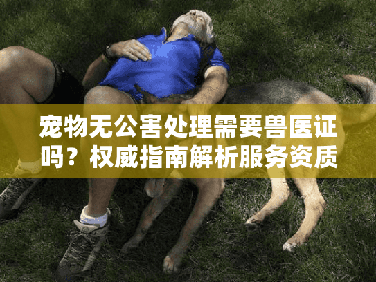 宠物无公害处理需要兽医证吗？权威指南解析服务资质核心