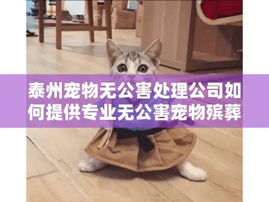 泰州宠物无公害处理公司如何提供专业无公害宠物殡葬服务？