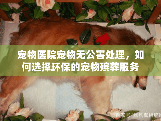 宠物医院宠物无公害处理，如何选择环保的宠物殡葬服务
