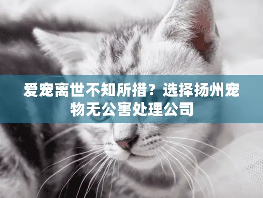 爱宠离世不知所措？选择扬州宠物无公害处理公司