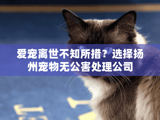 爱宠离世不知所措？选择扬州宠物无公害处理公司
