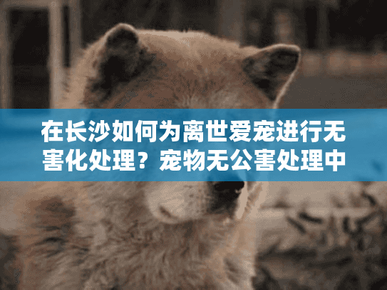 在长沙如何为离世爱宠进行无害化处理？宠物无公害处理中心全程指南