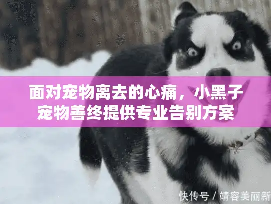面对宠物离去的心痛，小黑子宠物善终提供专业告别方案