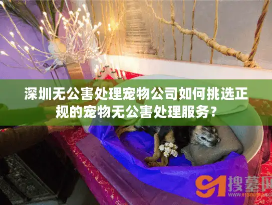 深圳无公害处理宠物公司如何挑选正规的宠物无公害处理服务？