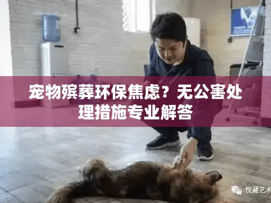 宠物殡葬环保焦虑？无公害处理措施专业解答