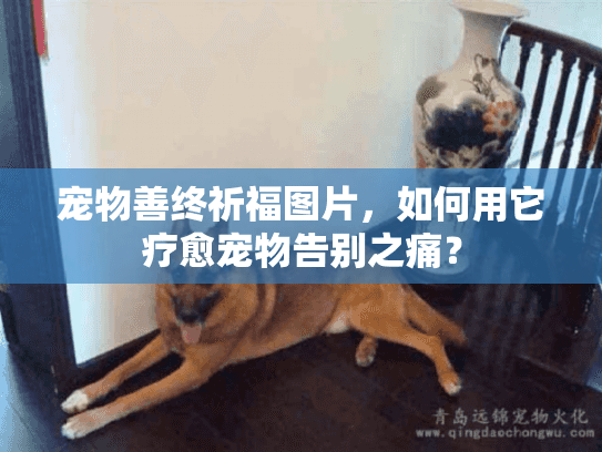 宠物善终祈福图片，如何用它疗愈宠物告别之痛？