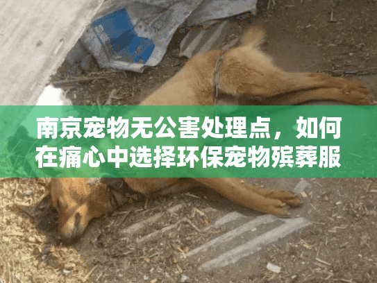 南京宠物无公害处理点，如何在痛心中选择环保宠物殡葬服务？
