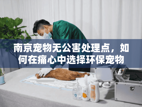 南京宠物无公害处理点，如何在痛心中选择环保宠物殡葬服务？