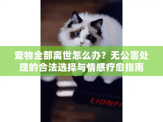 宠物全部离世怎么办？无公害处理的合法选择与情感疗愈指南