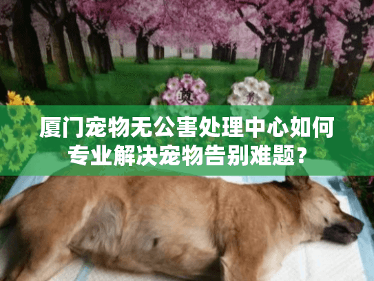 厦门宠物无公害处理中心如何专业解决宠物告别难题？