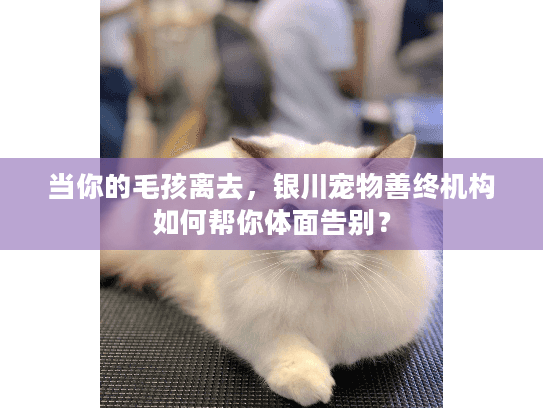 当你的毛孩离去，银川宠物善终机构如何帮你体面告别？