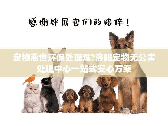 宠物离世环保处理难?洛阳宠物无公害处理中心一站式安心方案 宠物离世环保处理难?洛阳宠物无公害处理中心一站式安心方案