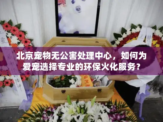 北京宠物无公害处理中心，如何为爱宠选择专业的环保火化服务？