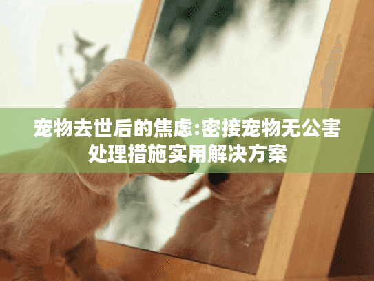 宠物去世后的焦虑:密接宠物无公害处理措施实用解决方案