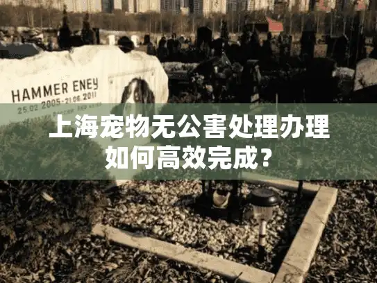 上海宠物无公害处理办理如何高效完成？