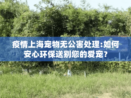 疫情上海宠物无公害处理:如何安心环保送别您的爱宠？