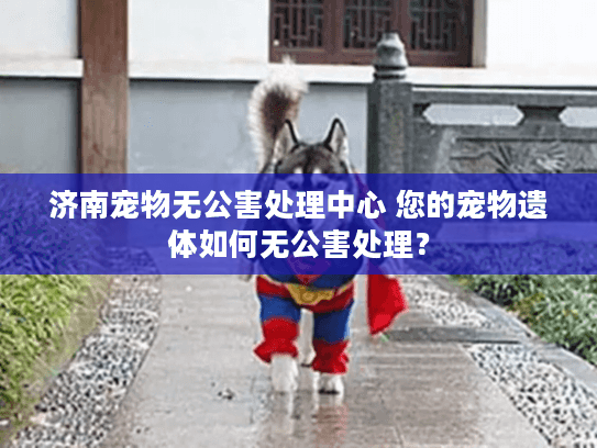 济南宠物无公害处理中心 您的宠物遗体如何无公害处理？