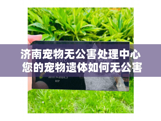 济南宠物无公害处理中心 您的宠物遗体如何无公害处理？