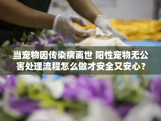 当宠物因传染病离世 阳性宠物无公害处理流程怎么做才安全又安心？