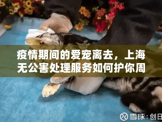 疫情期间的爱宠离去，上海无公害处理服务如何护你周全？
