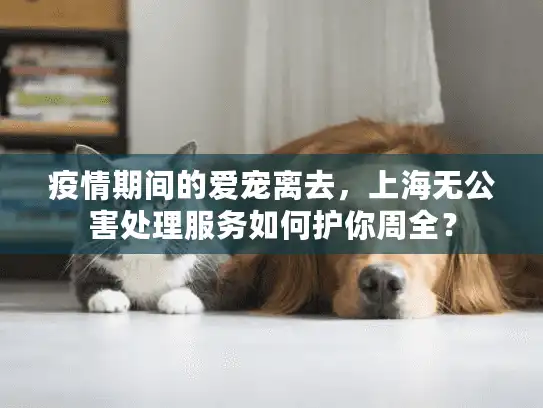 疫情期间的爱宠离去，上海无公害处理服务如何护你周全？