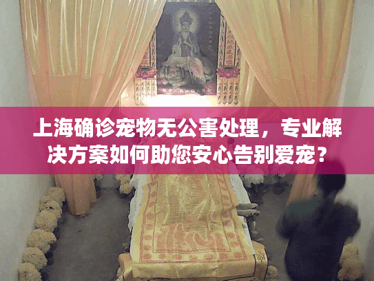 上海确诊宠物无公害处理，专业解决方案如何助您安心告别爱宠？