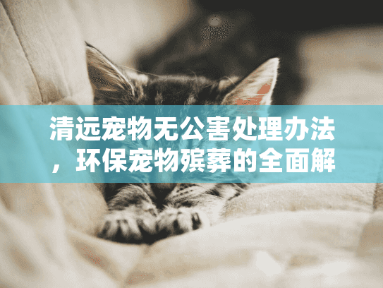 清远宠物无公害处理办法，环保宠物殡葬的全面解决方案