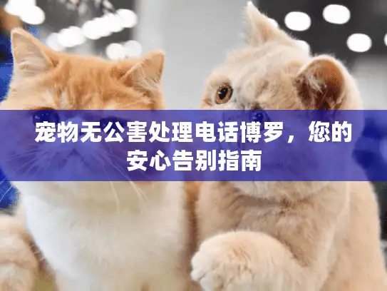 宠物无公害处理电话博罗，您的安心告别指南