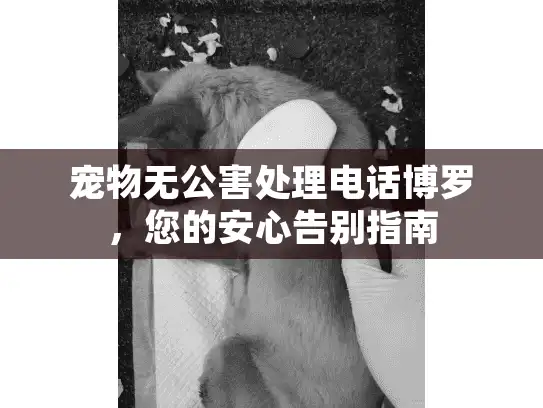 宠物无公害处理电话博罗，您的安心告别指南