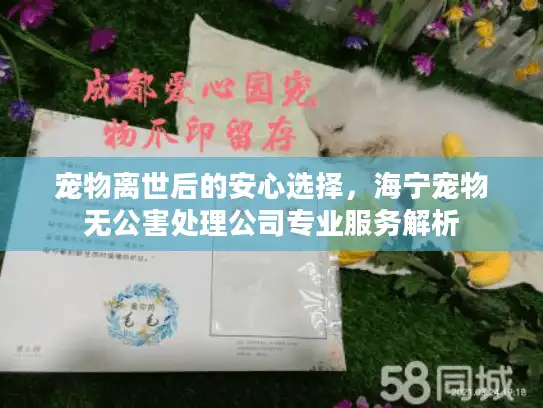 宠物离世后的安心选择，海宁宠物无公害处理公司专业服务解析