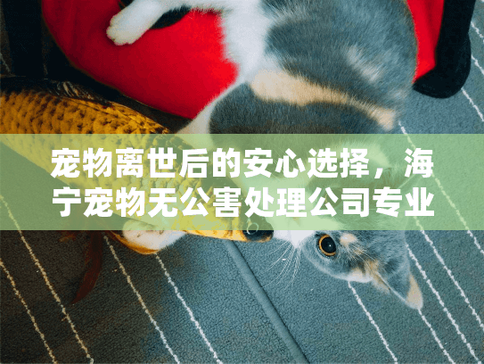 宠物离世后的安心选择，海宁宠物无公害处理公司专业服务解析