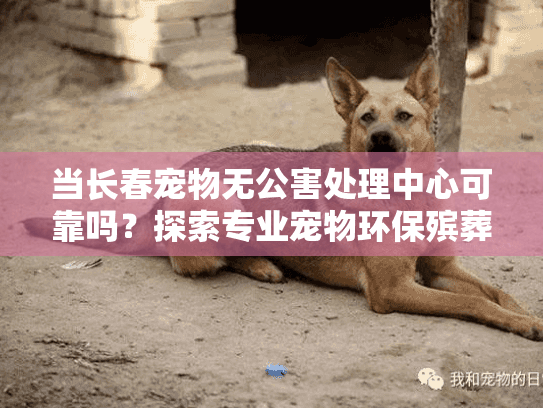 当长春宠物无公害处理中心可靠吗？探索专业宠物环保殡葬服务之道