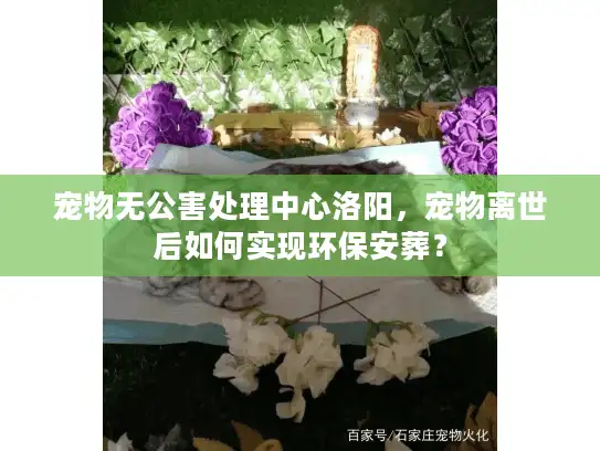 宠物无公害处理中心洛阳，宠物离世后如何实现环保安葬？