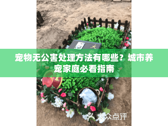 宠物无公害处理方法有哪些？城市养宠家庭必看指南