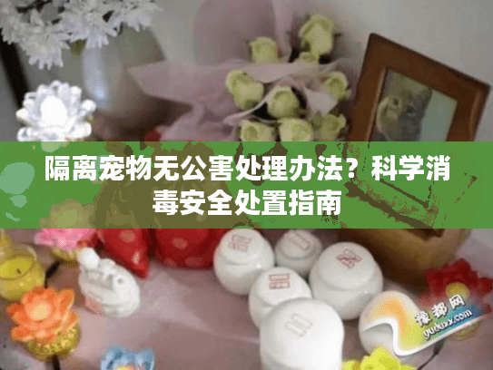隔离宠物无公害处理办法？科学消毒安全处置指南