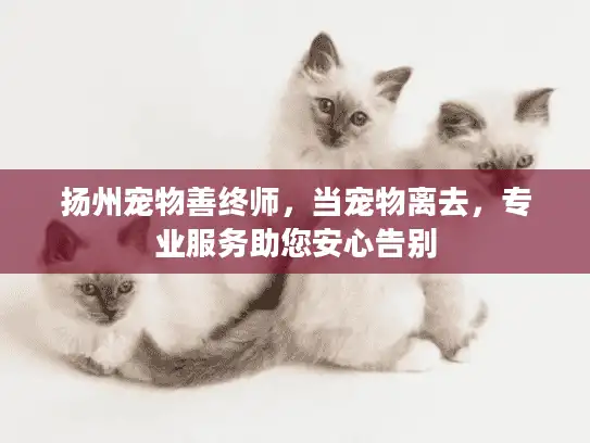 扬州宠物善终师，当宠物离去，专业服务助您安心告别