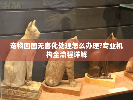 宠物回国无害化处理怎么办理?专业机构全流程详解