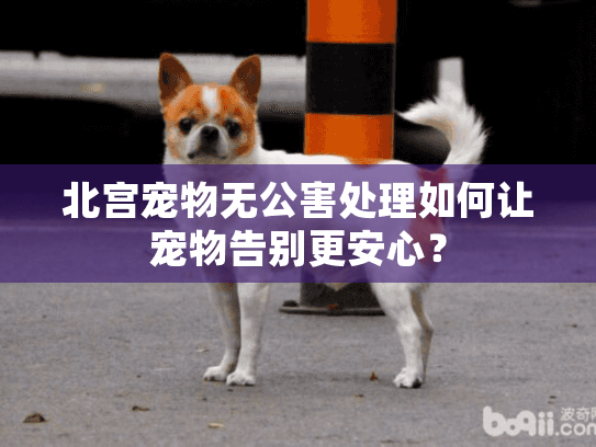 北宫宠物无公害处理如何让宠物告别更安心? 北宫宠物无公害处理如何让宠物告别更安心?