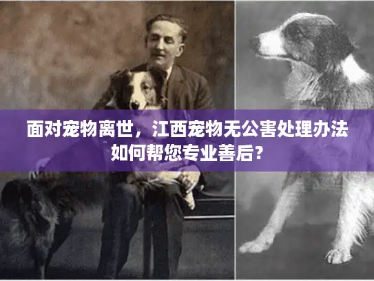 面对宠物离世，江西宠物无公害处理办法如何帮您专业善后？