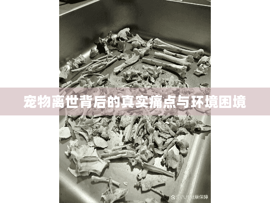 宠物离世背后的真实痛点与环境困境
