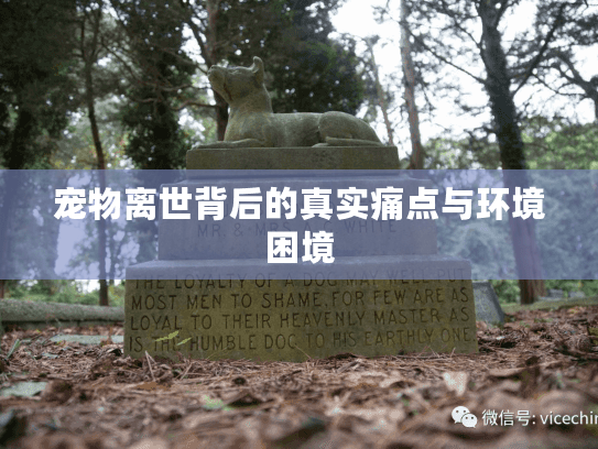 宠物离世背后的真实痛点与环境困境