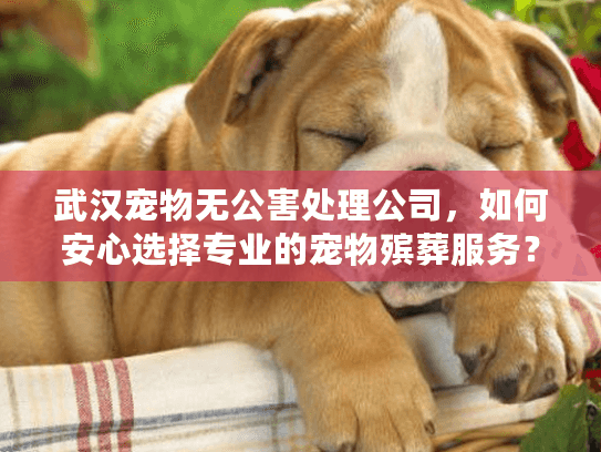 武汉宠物无公害处理公司，如何安心选择专业的宠物殡葬服务？