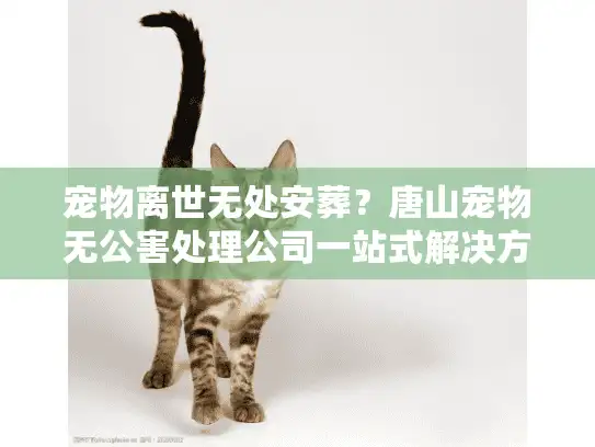 宠物离世无处安葬？唐山宠物无公害处理公司一站式解决方案