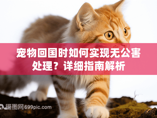 宠物回国时如何实现无公害处理?详细指南解析 宠物回国时如何实现无公害处理?详细指南解析