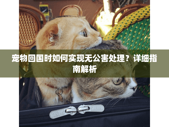 宠物回国时如何实现无公害处理?详细指南解析 宠物回国时如何实现无公害处理?详细指南解析