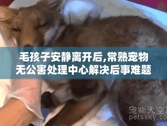 毛孩子安静离开后,常熟宠物无公害处理中心解决后事难题吗? 毛孩子安静离开后,常熟宠物无公害处理中心解决后事难题吗?