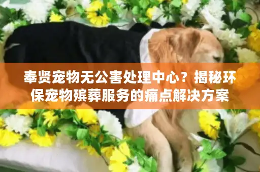 奉贤宠物无公害处理中心？揭秘环保宠物殡葬服务的痛点解决方案