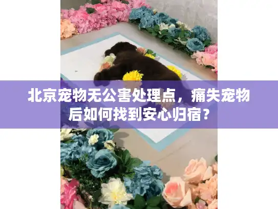 北京宠物无公害处理点，痛失宠物后如何找到安心归宿？