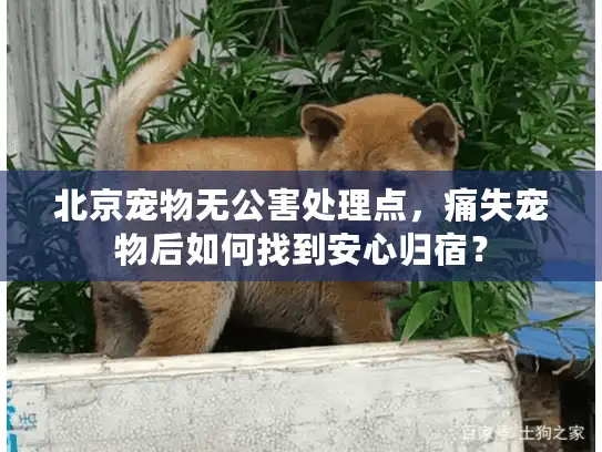 北京宠物无公害处理点，痛失宠物后如何找到安心归宿？