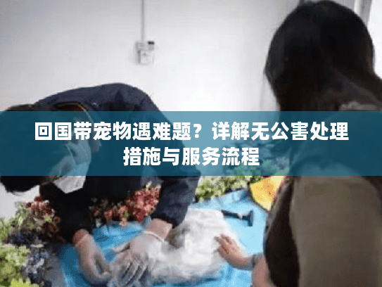 回国带宠物遇难题?详解无公害处理措施与服务流程 回国带宠物遇难题?详解无公害处理措施与服务流程